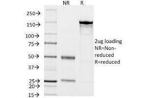 SDS-PAGE Analysis of Purified, BSA-Free Cytokeratin 18 Antibody (clone KRT18/834). (Cytokeratin 18 Antikörper)