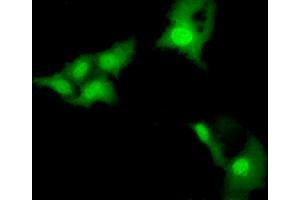Immunofluorescence (IF) image for anti-E3 SUMO-Protein Ligase NSE2 (NSMCE2) antibody (ABIN1499529) (NSMCE2 Antikörper)