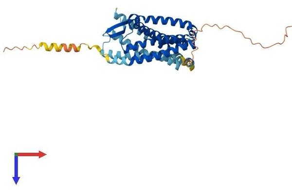 CCR4 Protein (AA 1-360) (His tag)