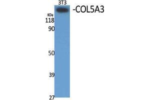 Western Blot (WB) analysis of specific cells using COL5A3 Polyclonal Antibody. (COL5A3 Antikörper  (N-Term))
