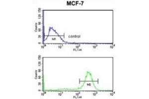 Flow Cytometry (FACS) image for anti-Chondroitin Polymerizing Factor (CHPF) antibody (ABIN3004012)