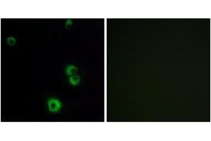 Immunofluorescence analysis of MCF7 cells, using F2RL2 Antibody.