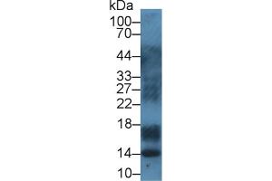 Western blot analysis of Pig Lymph node lysate, using Cow S100A12 Antibody (1 µg/ml) and HRP-conjugated Goat Anti-Rabbit antibody ( (S100A12 Antikörper  (AA 2-92))