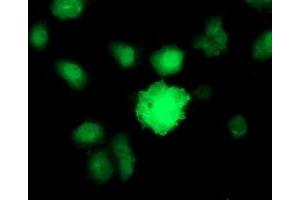 Image no. 3 for anti-Baculoviral IAP Repeat-Containing 5 (BIRC5) antibody (ABIN1501245) (Survivin Antikörper)