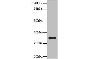 OVOL1 anticorps  (AA 9-267)