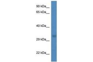 Image no. 1 for anti-tRNA-Histidine Guanylyltransferase 1-Like (THG1L) (AA 60-109) antibody (ABIN6746286) (THG1L Antikörper  (AA 60-109))