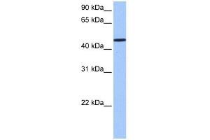 WB Suggested Anti-SAMD14 Antibody Titration: 0.