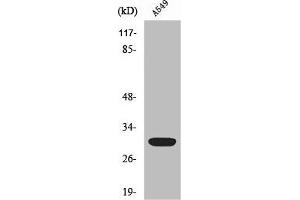 Western Blot analysis of HeLa cells using Siah-1/2 Polyclonal Antibody (SIAH1/2 Antikörper  (Internal Region))