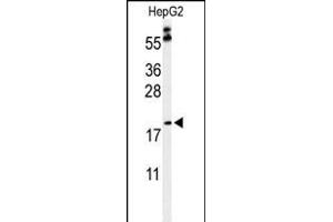 Western blot analysis of PX Antibody (Center) (ABIN653829 and ABIN2843096) in HepG2 cell line lysates (35 μg/lane). (PXMP2 Antikörper  (AA 40-68))