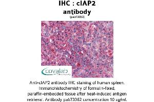 Image no. 1 for anti-Baculoviral IAP Repeat Containing 3 (BIRC3) (AA 314-508) antibody (ABIN1733088) (BIRC3 Antikörper  (AA 314-508))