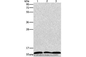 Western blot analysis of Jurkat, K562 and Raji cell, using RPS27 Polyclonal Antibody at dilution of 1:350 (RPS27 Antikörper)