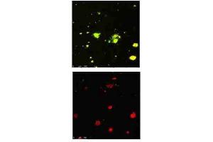 Immunofluorescence Microscopy of Rabbit Anti-beta Amyloid pyro E3 antibody. (APP Antikörper  (N-Term))