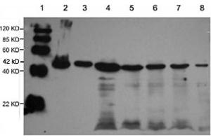 Lane 1: EasyWestern Protein Standard   Lane 2: Rabbit muscular tissue lysateLane 3: Fish tissue lysateLane 4: Cow muscular tissue lysateLane 5: Pig muscular tissue lysateLane 6: Rat brain tissue lysateLane 7: 3T3 cell lysateLane 8: Hela cell lysate Primary antibody: 1 µg/mL Rabbit Anti-alpha-Actin-1 Polyclonal Antibody (ABIN398560) Secondary antibody: Goat Anti-Rabbit IgG (H&L) [HRP] Polyclonal Antibody (ABIN398323, 1: 10,000) (Actin Antikörper)