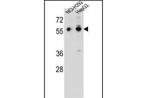 TRIM64 Antibody (C-term) (ABIN657217 and ABIN2837912) western blot analysis in NCI-,HepG2 cell line lysates (35 μg/lane). (TRIM64 Antikörper  (C-Term))