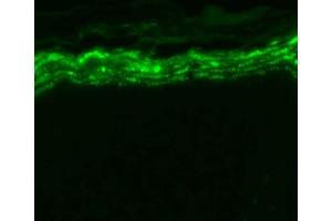 Immunohistochemistry analysis using Mouse Anti-Nav1. (SCN9A Antikörper  (AA 1751-1946) (Biotin))