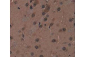 IHC-P analysis of Mouse Tissue, with DAB staining. (RCN2 Antikörper  (AA 26-301))