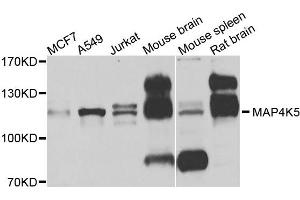 Western blot analysis of extracts of various cells, using MAP4K5 antibody. (MAP4K5 Antikörper)