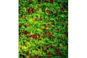 Immunofluorescence (IF) image for anti-Dermatopontin (DPT) antibody (ABIN3003244) (Dermatopontin Antikörper)