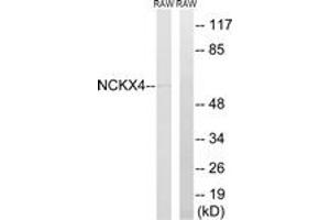 Western blot analysis of extracts from RAW264. (SLC24A4 Antikörper  (AA 328-377))
