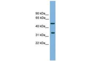 Image no. 1 for anti-Craniofacial Development Protein 1 (CFDP1) (AA 215-264) antibody (ABIN6744941) (CFDP1 Antikörper  (AA 215-264))