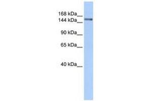 Image no. 1 for anti-Symplekin (SYMPK) (AA 180-229) antibody (ABIN6740784) (Symplekin Antikörper  (AA 180-229))