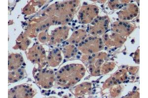 Detection of FGF21 in Human Stomach Tissue using Monoclonal Antibody to Fibroblast Growth Factor 21 (FGF21) (FGF21 Antikörper  (AA 29-209))