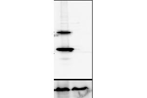 Western Blotting (WB) image for anti-Cathepsin D (CTSD) (C-Term) antibody (ABIN6254163) (Cathepsin D Antikörper  (C-Term))