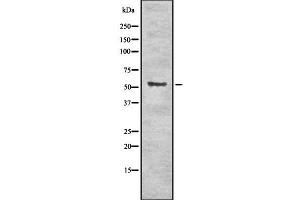 Western blot analysis of Krs-1/2 using NIH-3T3 whole cell lysates (Krs-1/2 Antikörper)