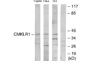 Western blot analysis of extracts from HepG2 cells, HeLa cells and 293 cells, using CMKLR1 antibody. (CMKLR1 Antikörper)