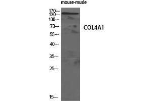 Western Blot analysis of mouse-musle cells using COL4A1 Polyclonal Antibody diluted at 1:500 (COL4A1 Antikörper  (N-Term))