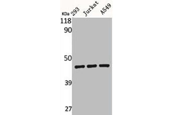 BMP8A antibody  (C-Term)