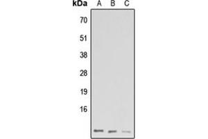 Western blot analysis of GNG13 expression in HeLa (A), Raw264. (GNG13 Antikörper  (N-Term))