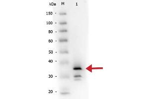 Western Blot of Rabbit anti-Carboxypeptidase B antibody Biotin conjugated. (CPB1 Antikörper  (Biotin))