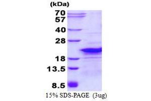 Image no. 1 for Ribosomal Protein L26-Like 1 (RPL26L1) (AA 1-145) protein (His tag) (ABIN6387044)