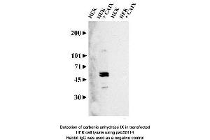 Image no. 2 for anti-Carbonic Anhydrase IX (CA9) (AA 400-500), (C-Term) antibody (ABIN363423) (CA9 Antikörper  (C-Term))