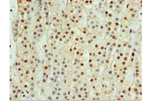 Immunohistochemistry of paraffin-embedded human adrenal gland tissue using ABIN7147368 at dilution of 1:100 (CENPQ Antikörper  (AA 131-268))