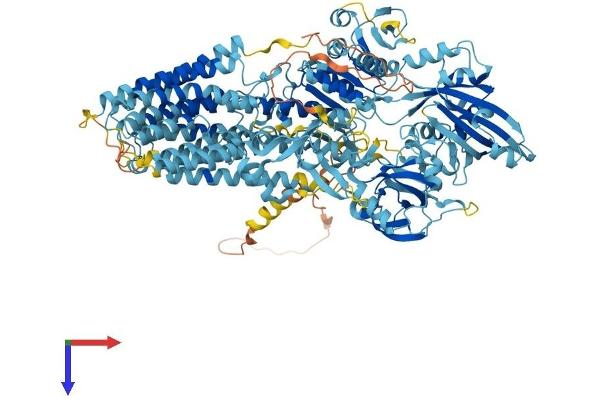 ATP13A1 Protein (AA 1-1200) (His tag)