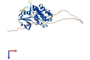 DRAK2 Protein (AA 1-372) (His tag)