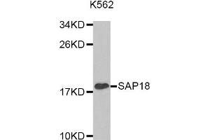 Western Blotting (WB) image for anti-Sin3A-Associated Protein, 18kDa (SAP18) antibody (ABIN1874693) (SAP18 Antikörper)