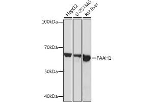 Western blot analysis of extracts of various cell lines, using F Rabbit mAb (ABIN1682600, ABIN3018533, ABIN3018534 and ABIN7101623) at 1:1000 dilution. (FAAH Antikörper)