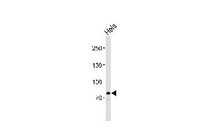 Western blot analysis of lysate from Hela cell line, using PCSK9 Antibody (C-term) (ABIN391505 and ABIN2841468). (PCSK9 Antikörper  (C-Term))