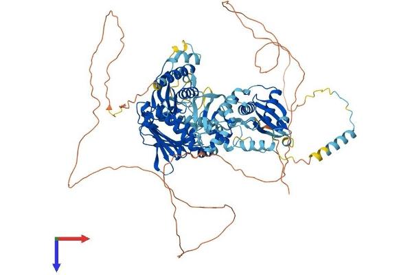 PMS2 Protein (AA 1-862) (His tag)