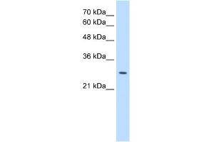 WB Suggested Anti-EBP Antibody Titration:  0. (EBP Antikörper  (N-Term))