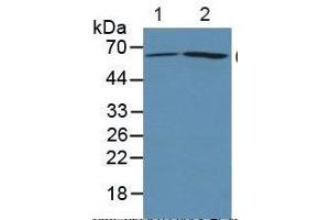 Western Blotting (WB) image for Prostaglandin-Endoperoxide Synthase 2 (Prostaglandin G/H Synthase and Cyclooxygenase) (PTGS2) ELISA Kit (ABIN6574191)