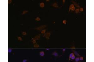 Immunofluorescence analysis of NIH/3T3 cells using NDUFA2 Polyclonal Antibody at dilution of 1:100. (NDUFA2 Antikörper)
