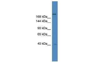 WB Suggested Anti-ZNF407 Antibody Titration:  0. (ZNF407 Antikörper  (Middle Region))