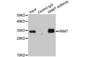 Immunoprecipitation analysis of 200ug extracts of HT-29 cells using 1ug HNMT antibody. (HNMT Antikörper  (AA 1-292))