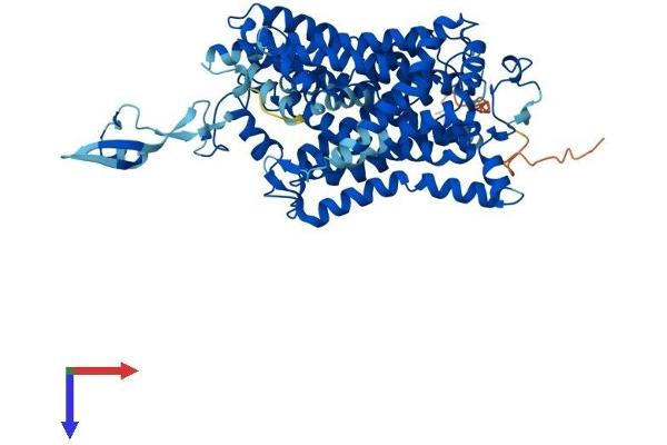 Slc6a14 Protein (AA 1-638) (His tag)