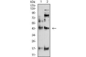 Western blot analysis using P2RY4 mouse mAb against SW620 (1) and A549 (2) cell lysate.