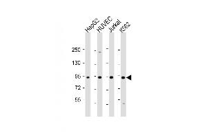 Western Blot at 1:2000 dilution Lane 1: HepG2 whole cell lysate Lane 2: HUVEC whole cell lysate Lane 3: Jurkat whole cell lysate Lane 4: K562 whole cell lysate Lysates/proteins at 20 ug per lane. (RASIP1 Antikörper  (AA 651-678))